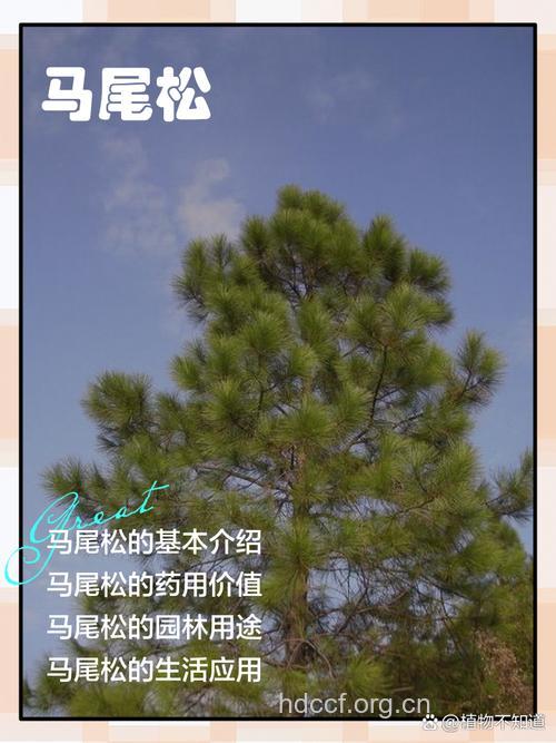 马尾松可以美容吗 怎么美容