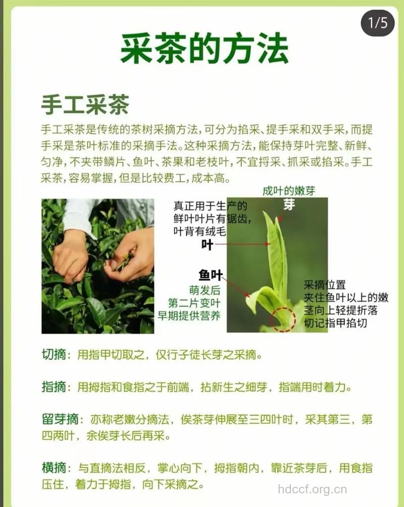 茶叶美容：茶叶有讲究