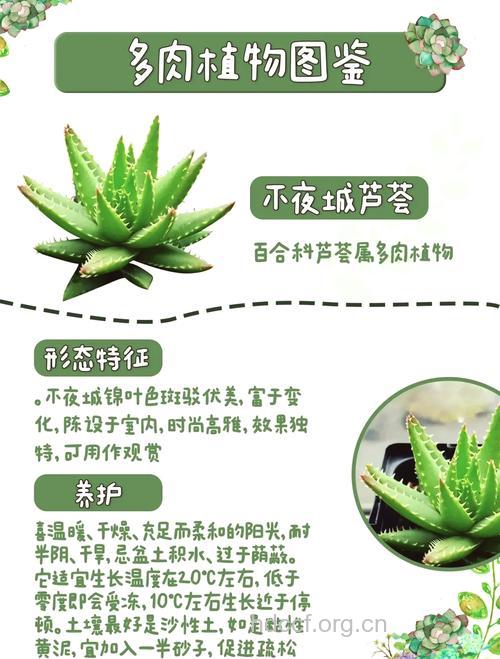 芦荟美容护肤的方法