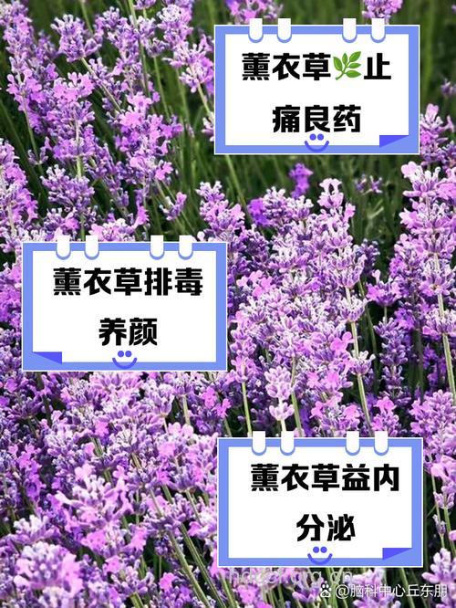 薰衣草祛痘消痘的方法