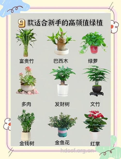 5种常用美容养颜植物