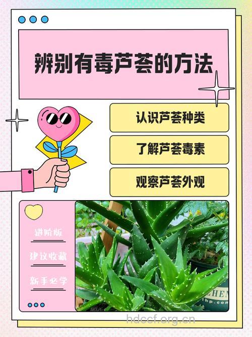 有毒!芦荟美容要当心