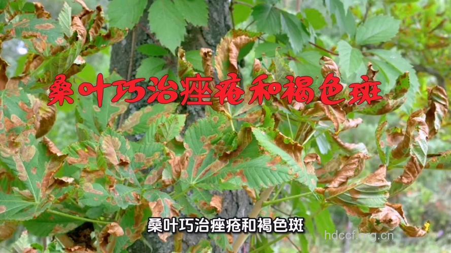 桑叶治痤疮、褐色斑有奇效