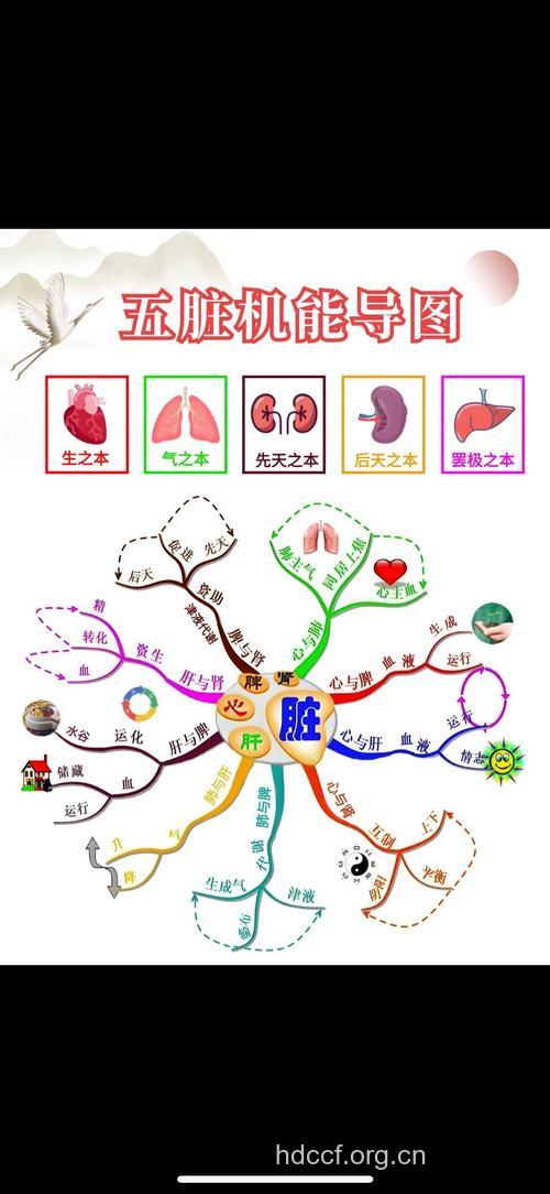 由内而外的美丽 五脏六腑与美容的关系
