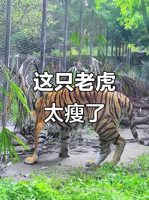 虎子是怎样减肥的