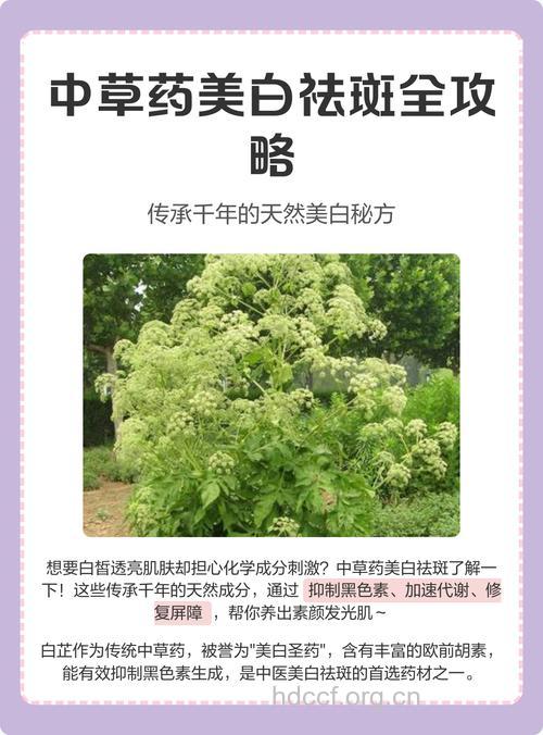 新动向之中草药美白法