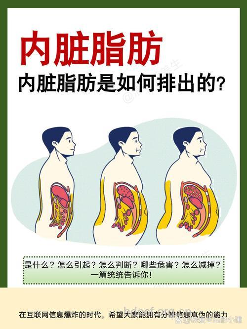 为什么你体内会堆积那么多脂肪?