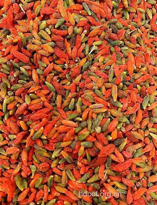 枸杞适合老人常用的滋补药材