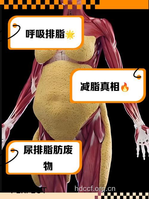 你的脂肪堆积在哪里？它是怎么来的