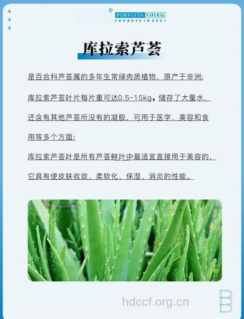 芦荟如何美容 明星就是这样变美！