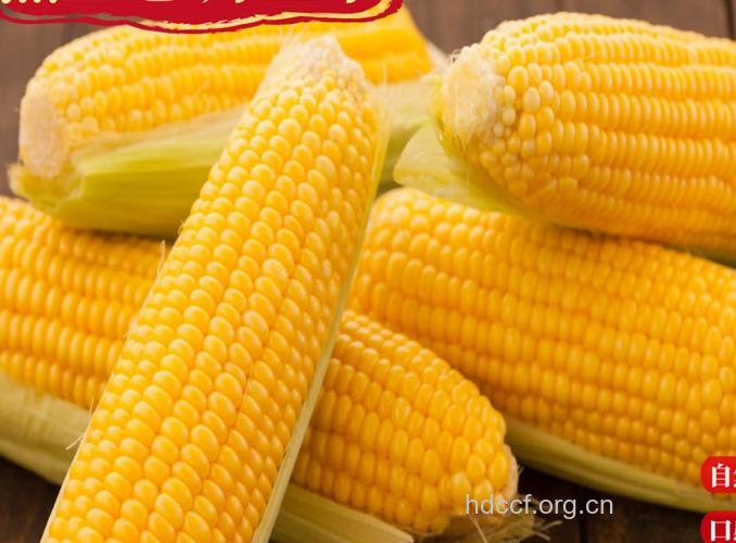 防老年人眼睛老化的食物－－玉米