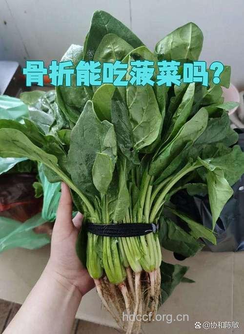 多吃菠菜可防止老人骨折