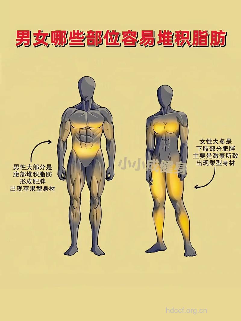 哪些部位最容易囤积脂肪