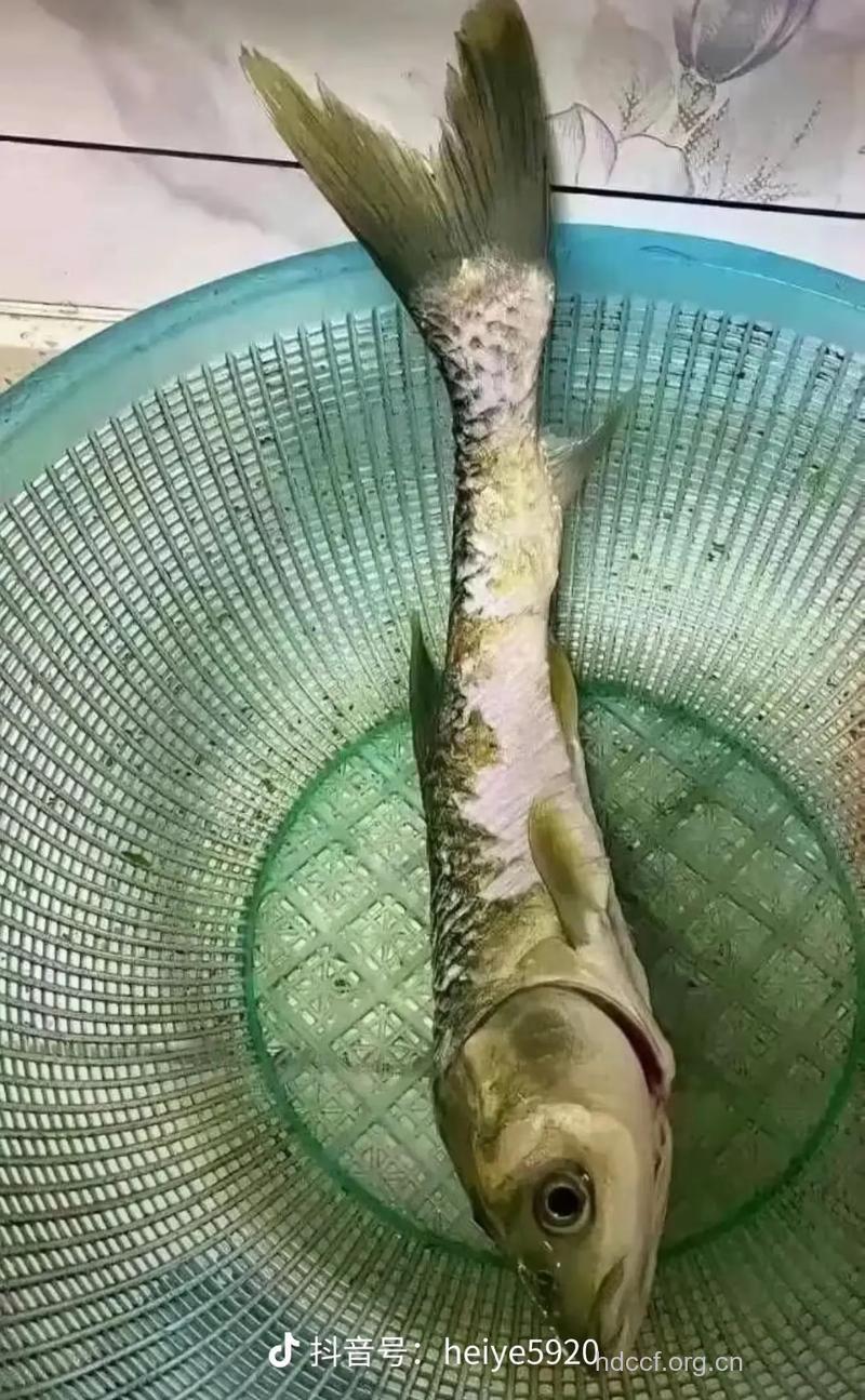 瘦子的最爱 4款超低卡鱼类推荐