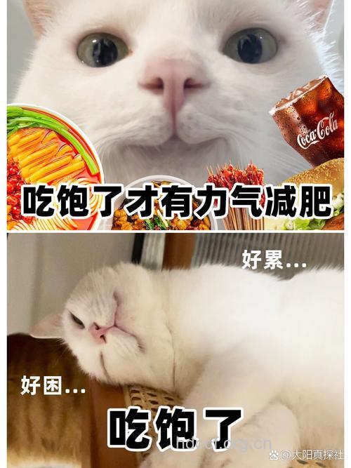 吃饱了才有力气减肥