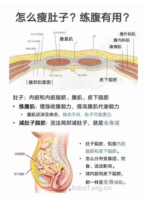 腹部的肥肉是怎么来的