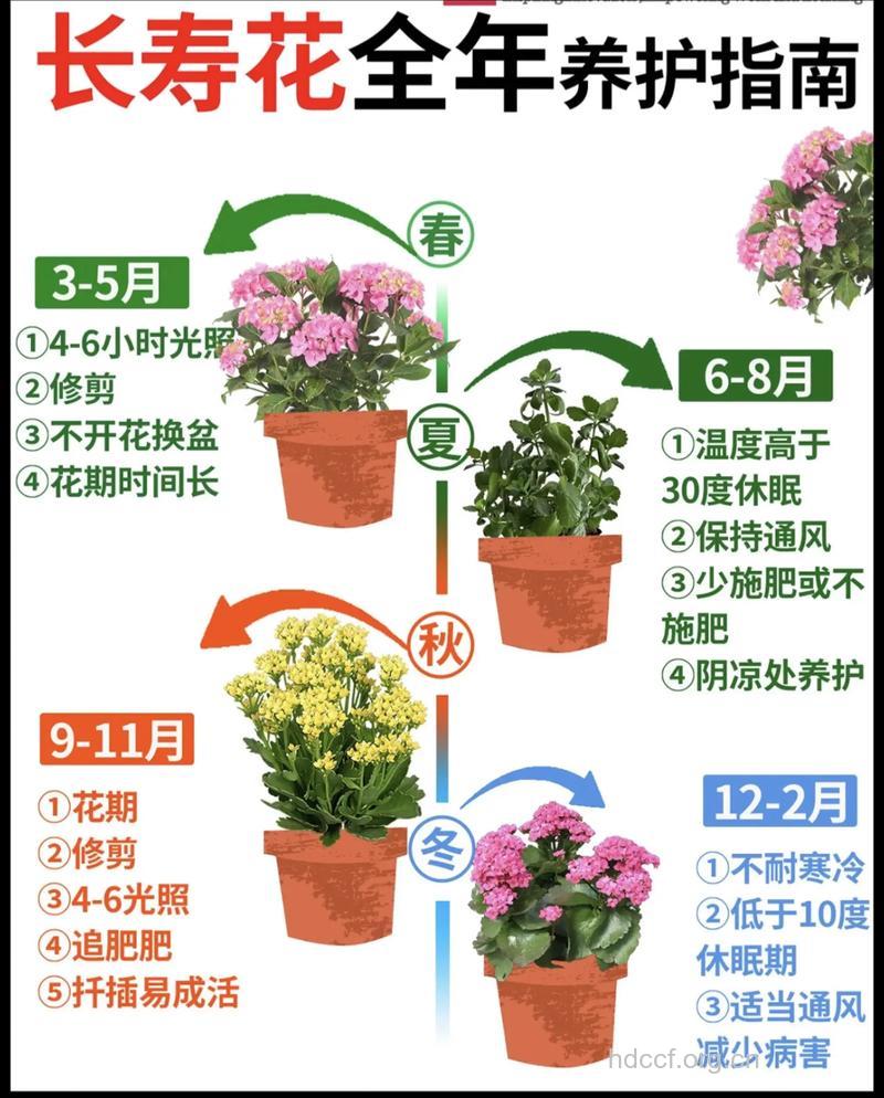 老人种花也是种养生