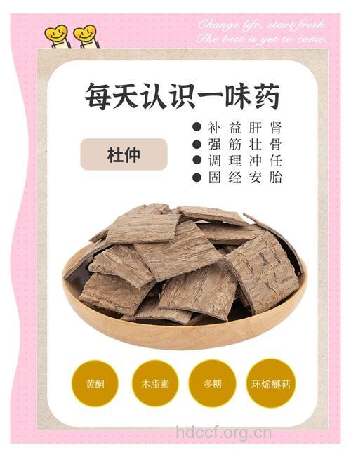 杜仲 有助老人补肾强筋骨