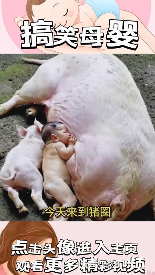 80后曝从猪身上发现人类肥胖原因