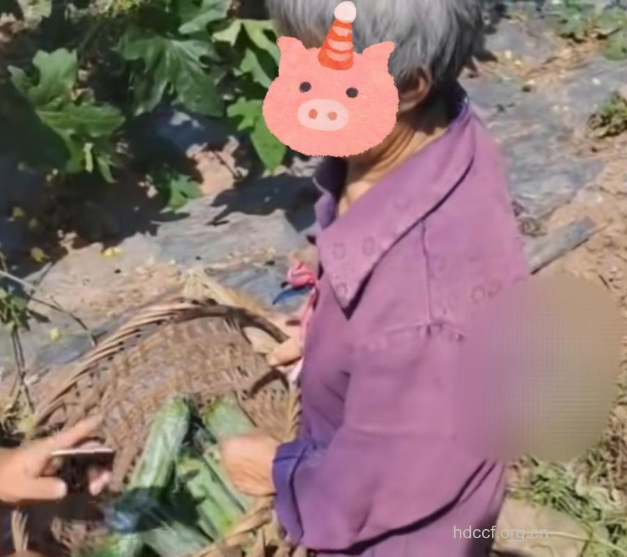 老人也流行上网“偷菜”