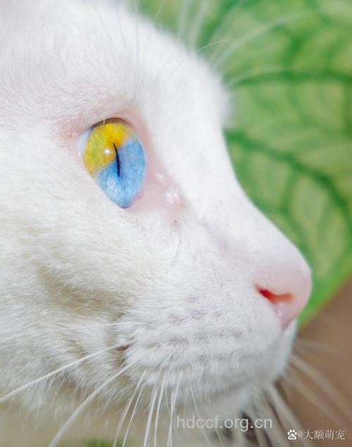 惊艳！双色猫眼线