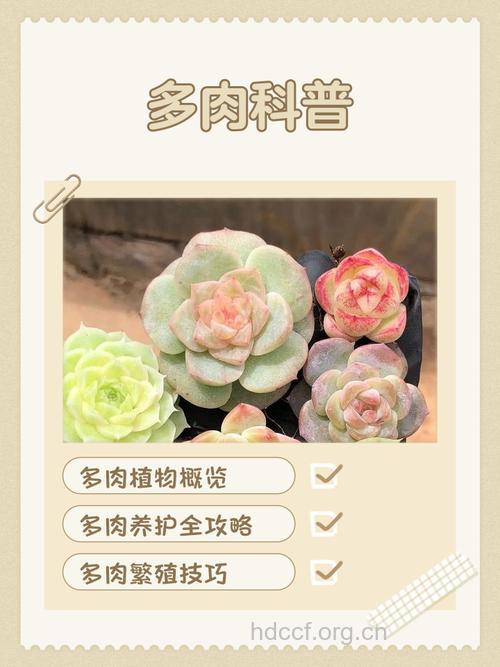 吃再多肉也不发胖的秘诀