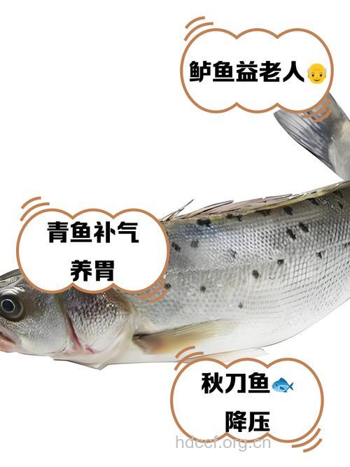 老年人吃什么鱼最好 4种鱼可多吃