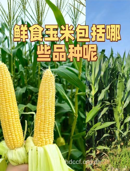 老人宜多吃鲜玉米