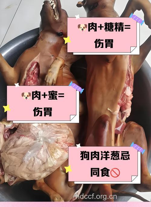 老年人常食狗肉可缓解精神不振