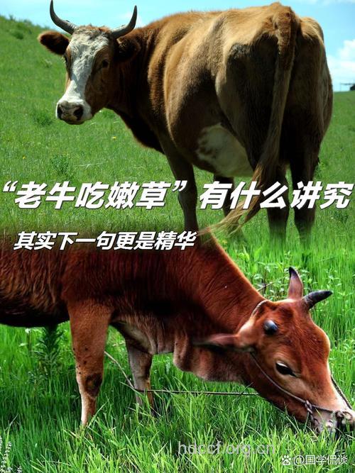 “老牛吃嫩草”好处多多