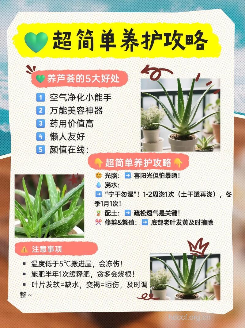 芦荟有哪些好处