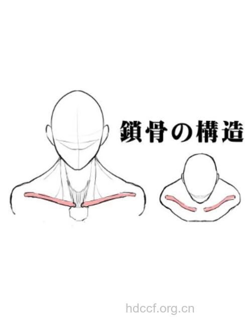 如何练出性感锁骨 练出性感锁骨的方法