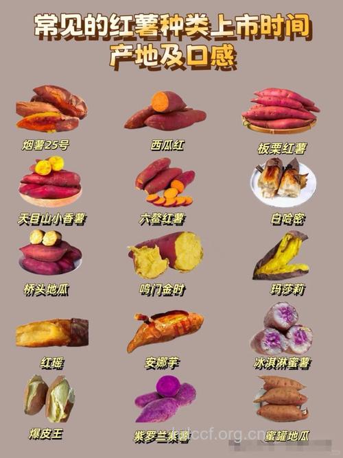 秋冬瘦身 红薯减肥食谱