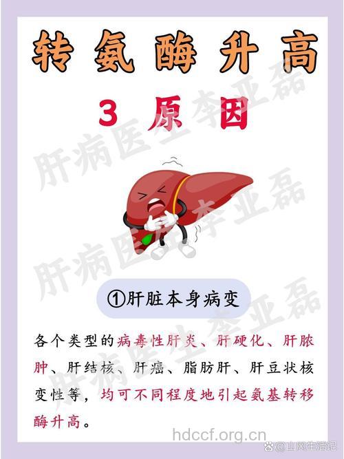 乙肝转氨酶偏高的危害