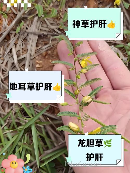 伤肝中草药有哪些