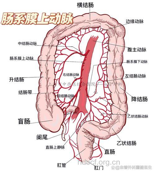 肠系膜动脉瘤的表现具体有哪些?