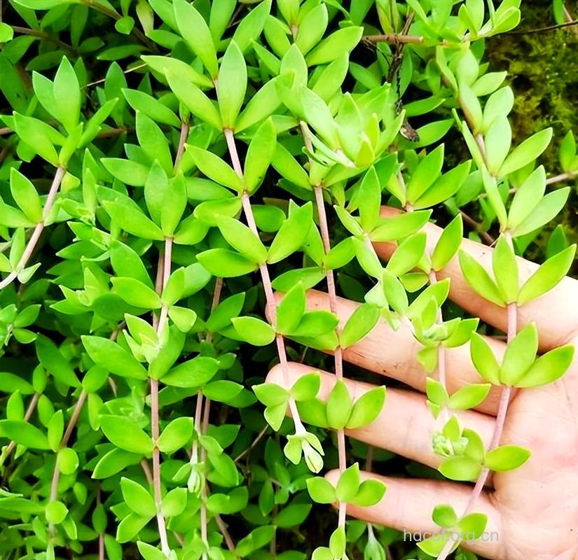 盘点:治疗乙肝的植物草药