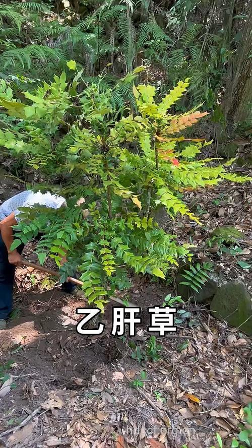 治乙肝的植物草药