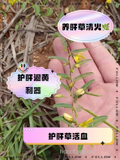 乙肝患者应如何选用中草药？