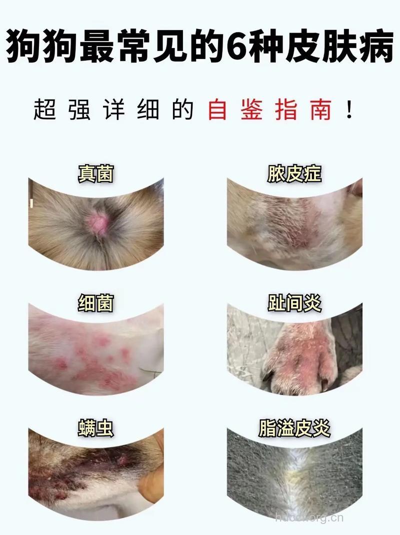 压力大、养宠物易引起荨麻疹？