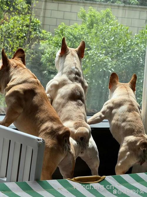 新花样 和动物一起健身