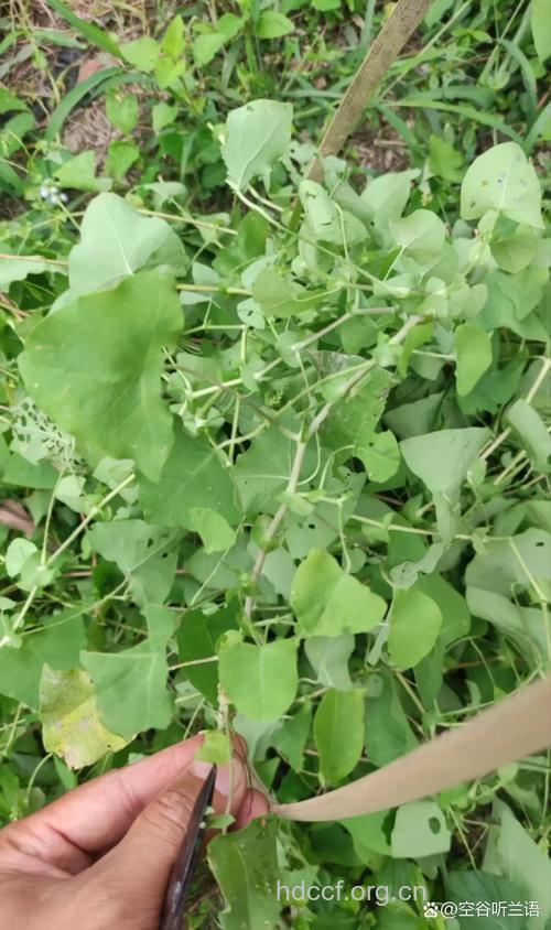 哪些植物会惹上荨麻疹