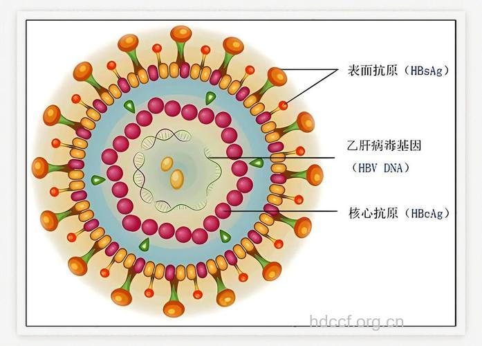 蚊虫叮咬是乙肝的传播途径