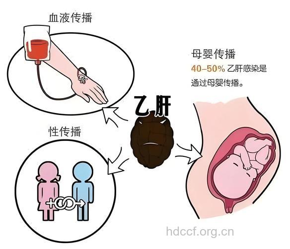 乙肝父婴传播的全过程
