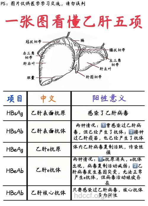乙肝有哪些病理分型方法