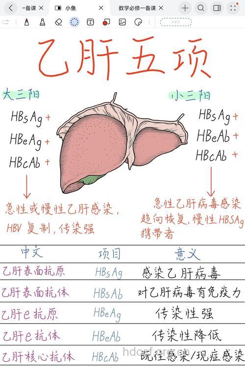 解剖乙肝病毒看乙肝!