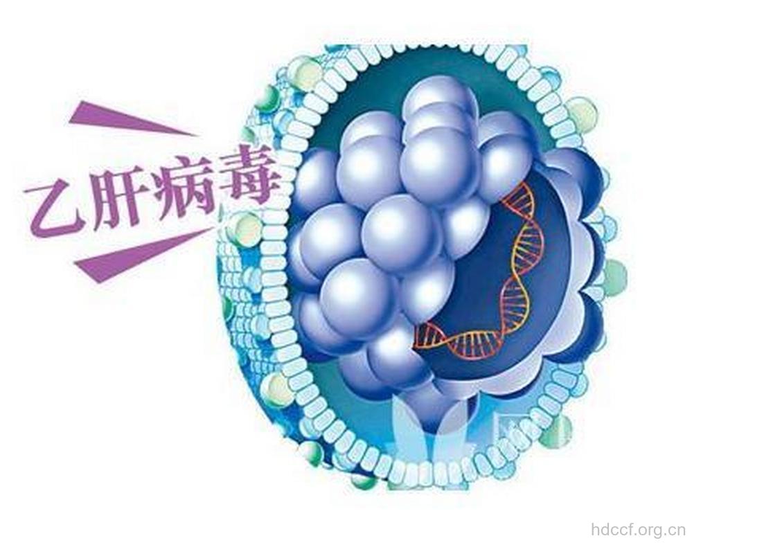 大肆侵略的乙肝病毒