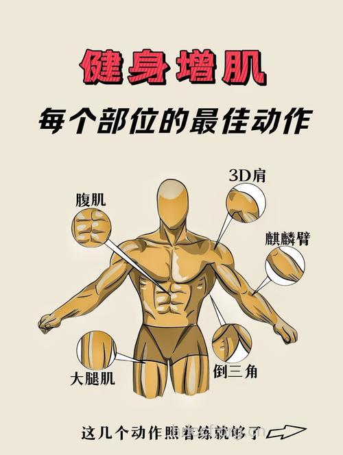 传统标准健身让你的肌肉只增不减