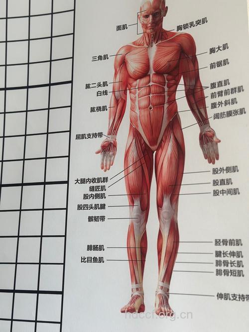 人体肌肉的位置及其功能