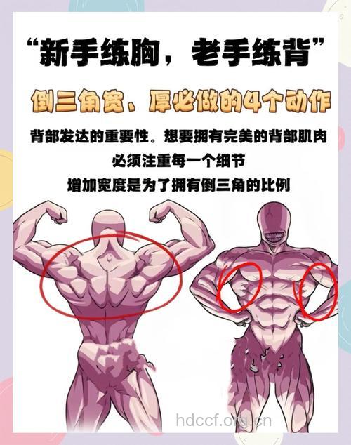倒三角怎样练 4个动作来帮忙